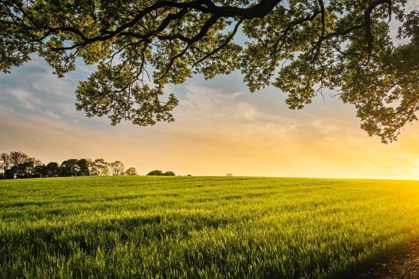 A field at sunset