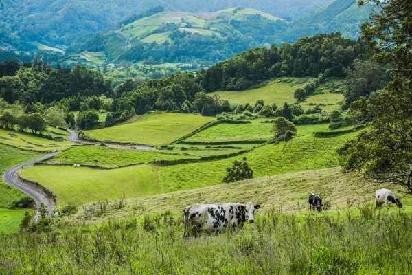 Green fields and valley in the Yorkshire Dales