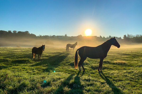 Horses grazing in a misty field at sunrise