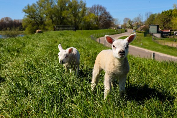 Two lambs in a spring meadow