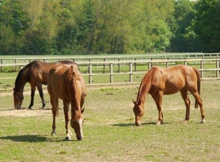 Horses grazing in a paddock