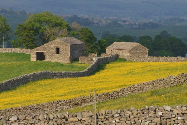 Stone barns and dry-stone walls in the Yorkshire Dales