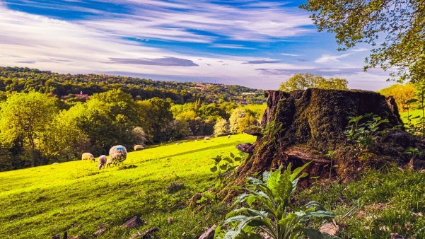 Sunny hillside fields