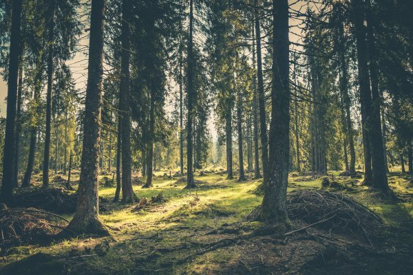 Woodland